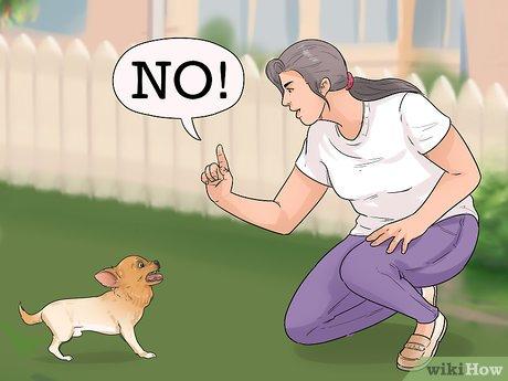 best way to discipline a dog