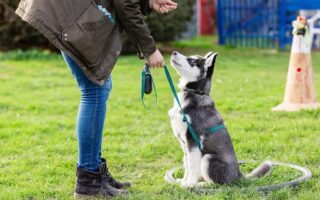 dog behavior training near me