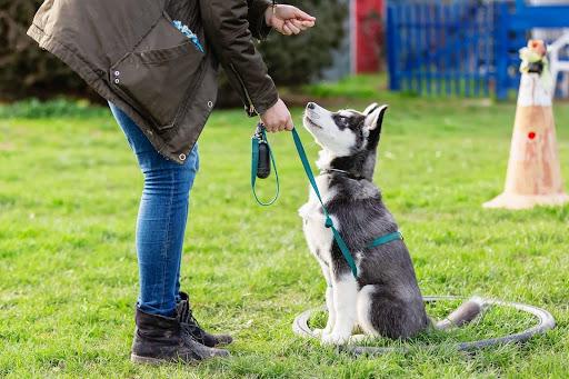 dog behavior training near me