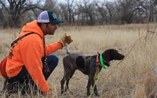 bird dog training near me