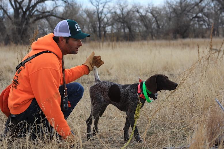 bird dog training near me