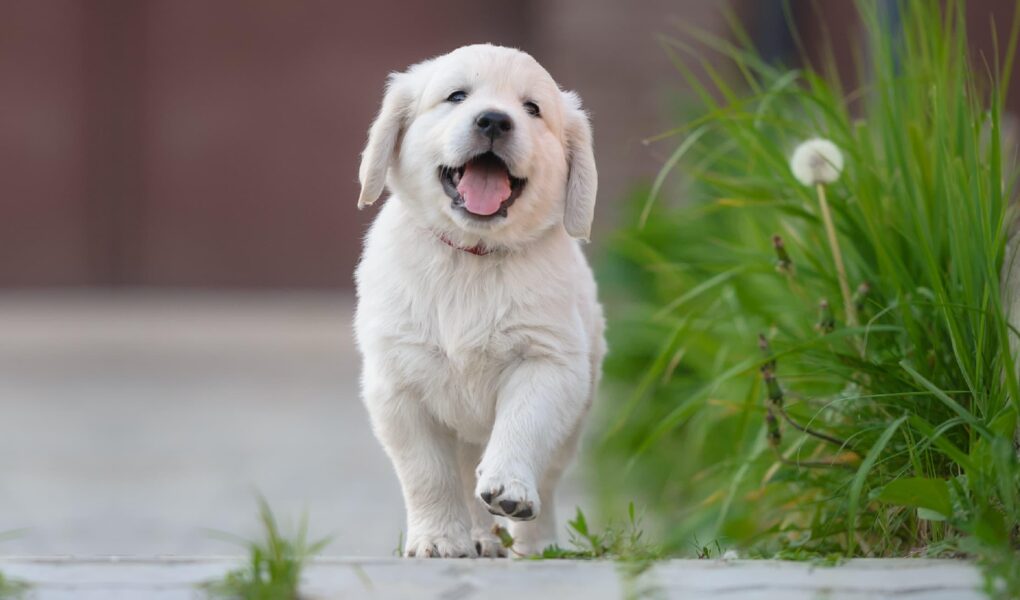 puppy pulling on leash