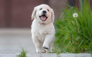 puppy pulling on leash