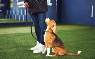 petsmart dog training