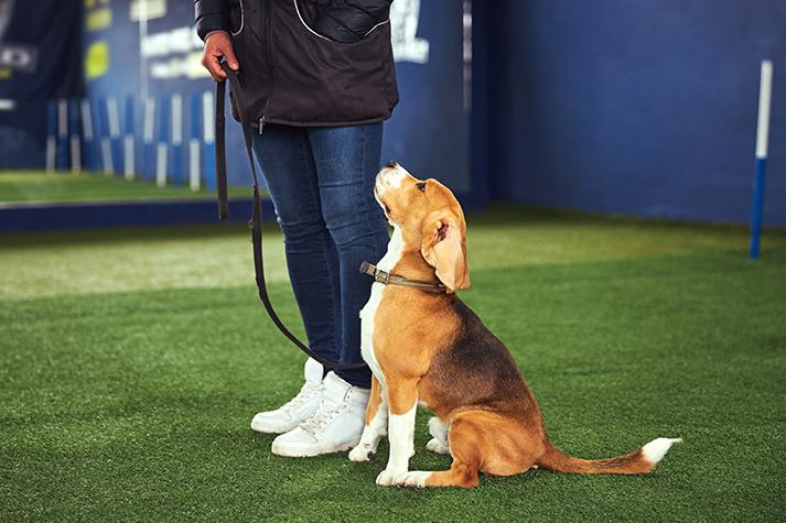 petsmart dog training