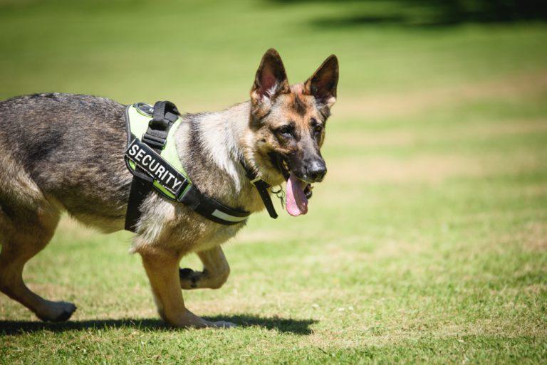 security dog training