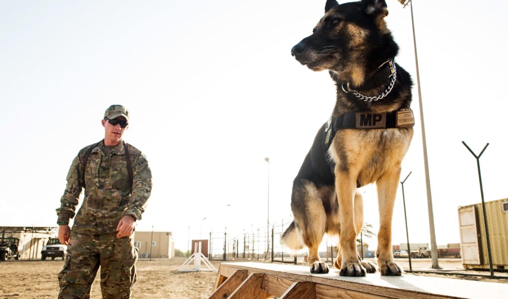 canines at training