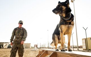 canines at training