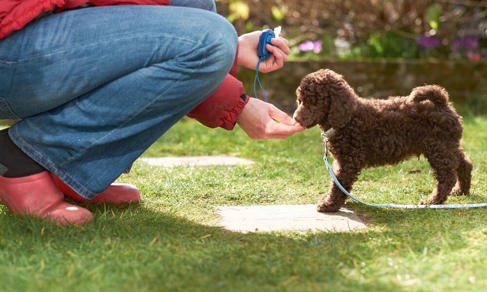 petco training