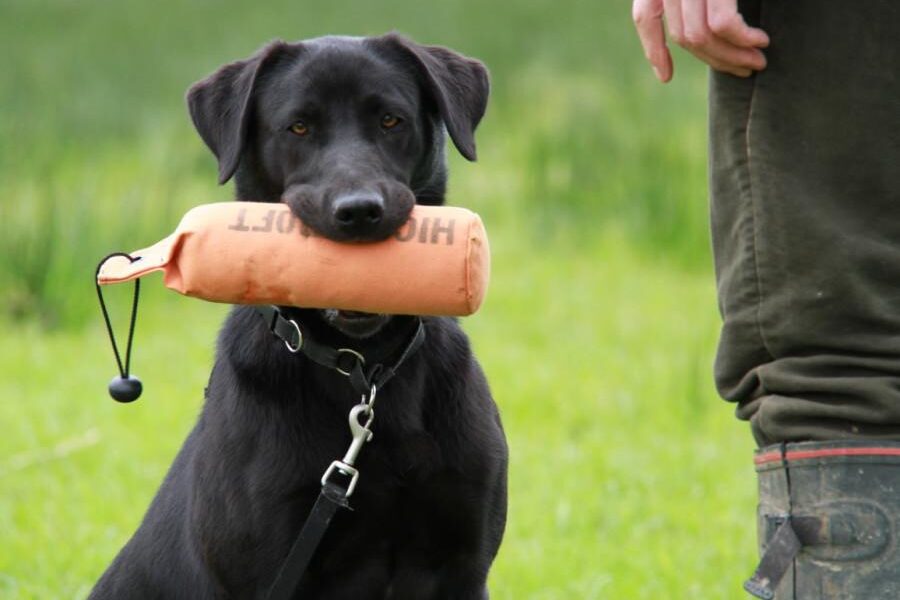 gundog training near me