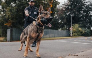 dog handler academy