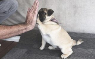 pug training