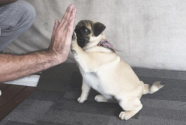 pug training