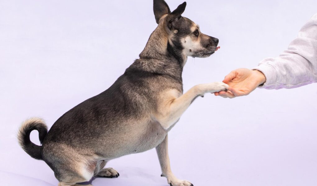 dog training for aggressive dogs