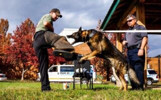 police dog training