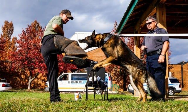 police dog training