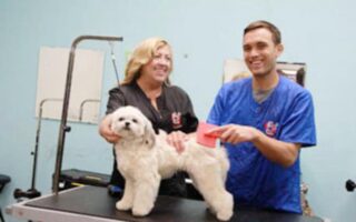 dog grooming academy