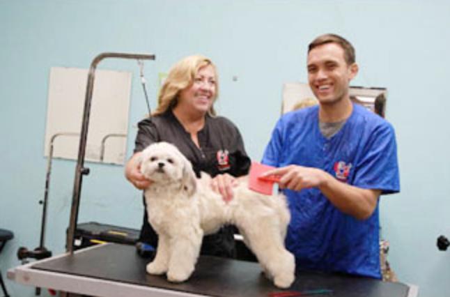 dog grooming academy