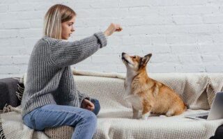 corgi training