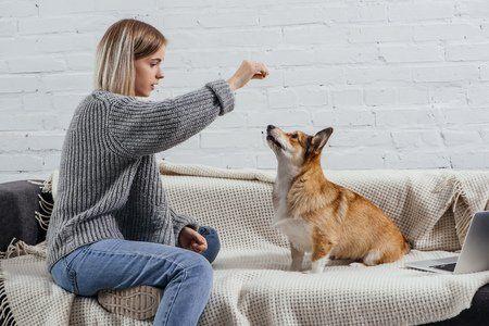 corgi training