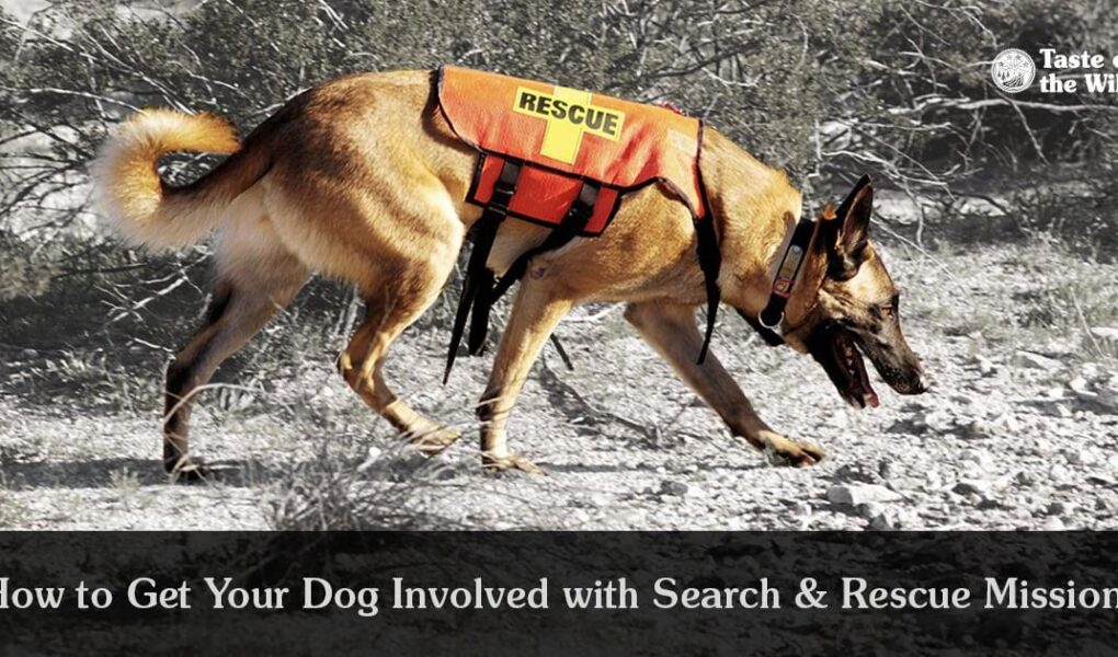 search and rescue dog training near me