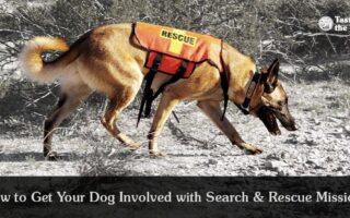 search and rescue dog training near me