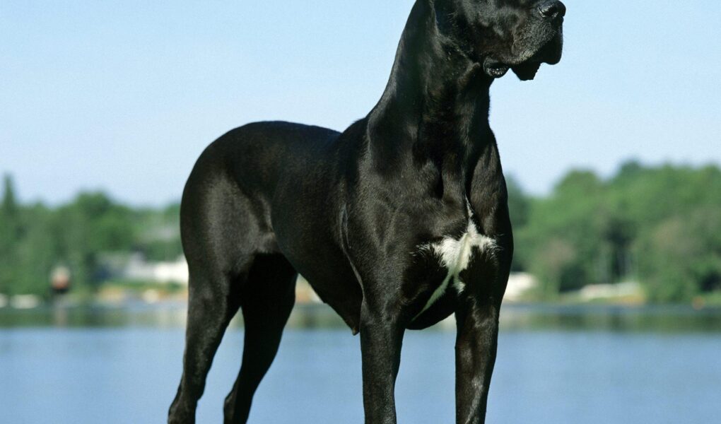 great dane training