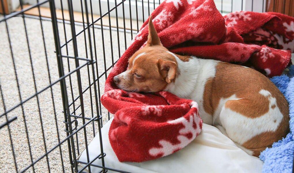 puppy pees in crate