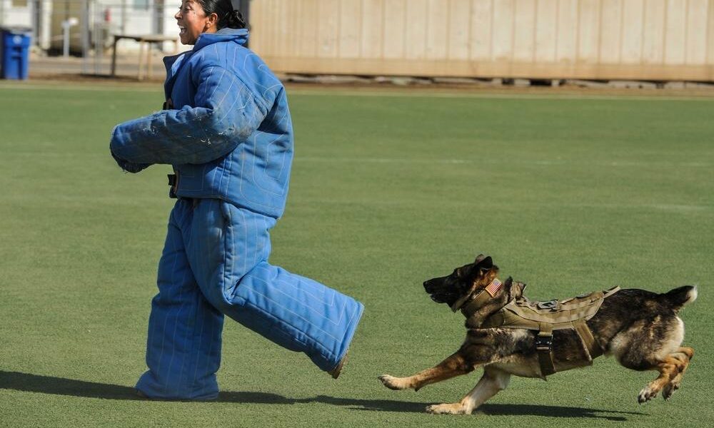 k9 training