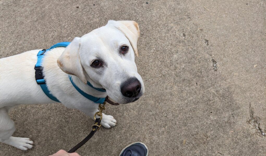 dog biting leash and jumping