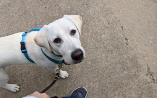 dog biting leash and jumping