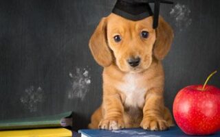 puppy kindergarten near me