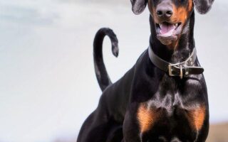 doberman training