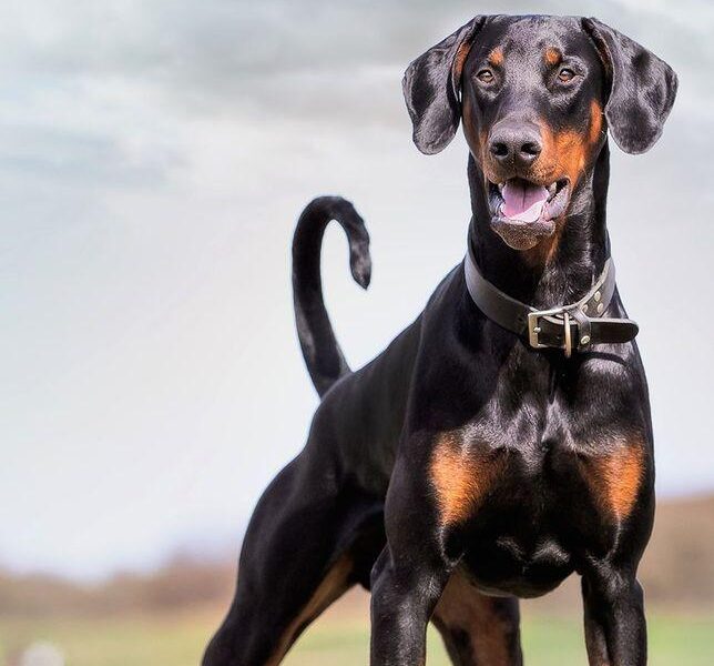 doberman training