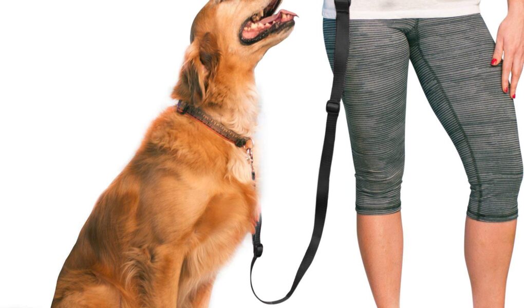 best dog leash for training