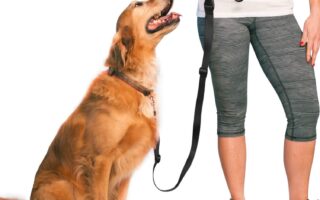 best dog leash for training