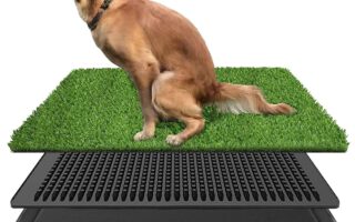 dog potty box