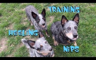 cattle dog training near me