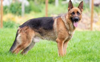 german shepherd training for beginners