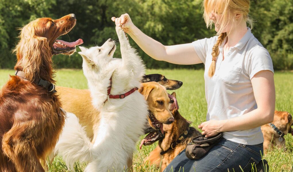 becoming a dog trainer