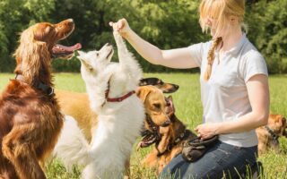 becoming a dog trainer