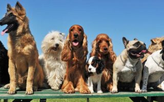 dog board and train