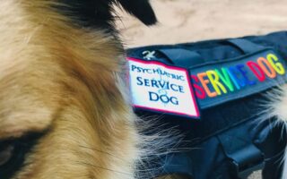 psychiatric service dog training