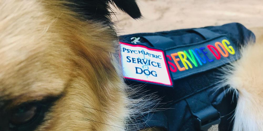 psychiatric service dog training