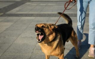 aggressive dog behavior