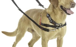 halti dog lead