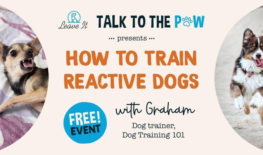 reactive dog training