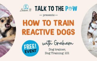 reactive dog training