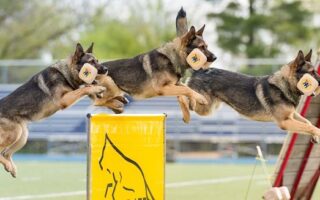 igp dog training