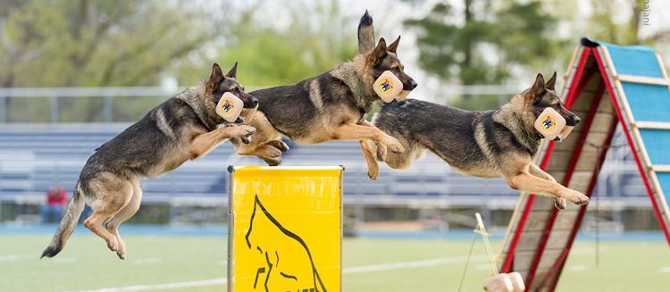 igp dog training